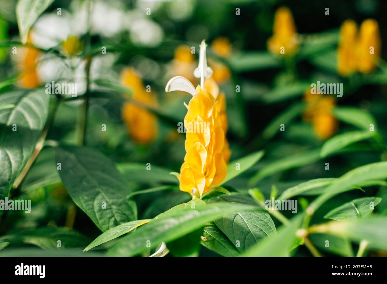 Blooming lollipop plant flowers in the garden Stock Photo Alamy