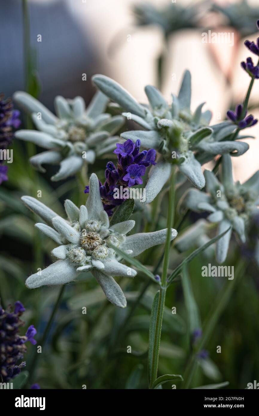 Edelweiss plant with large white flowers interspersed with lilac lavender. Stock Photo