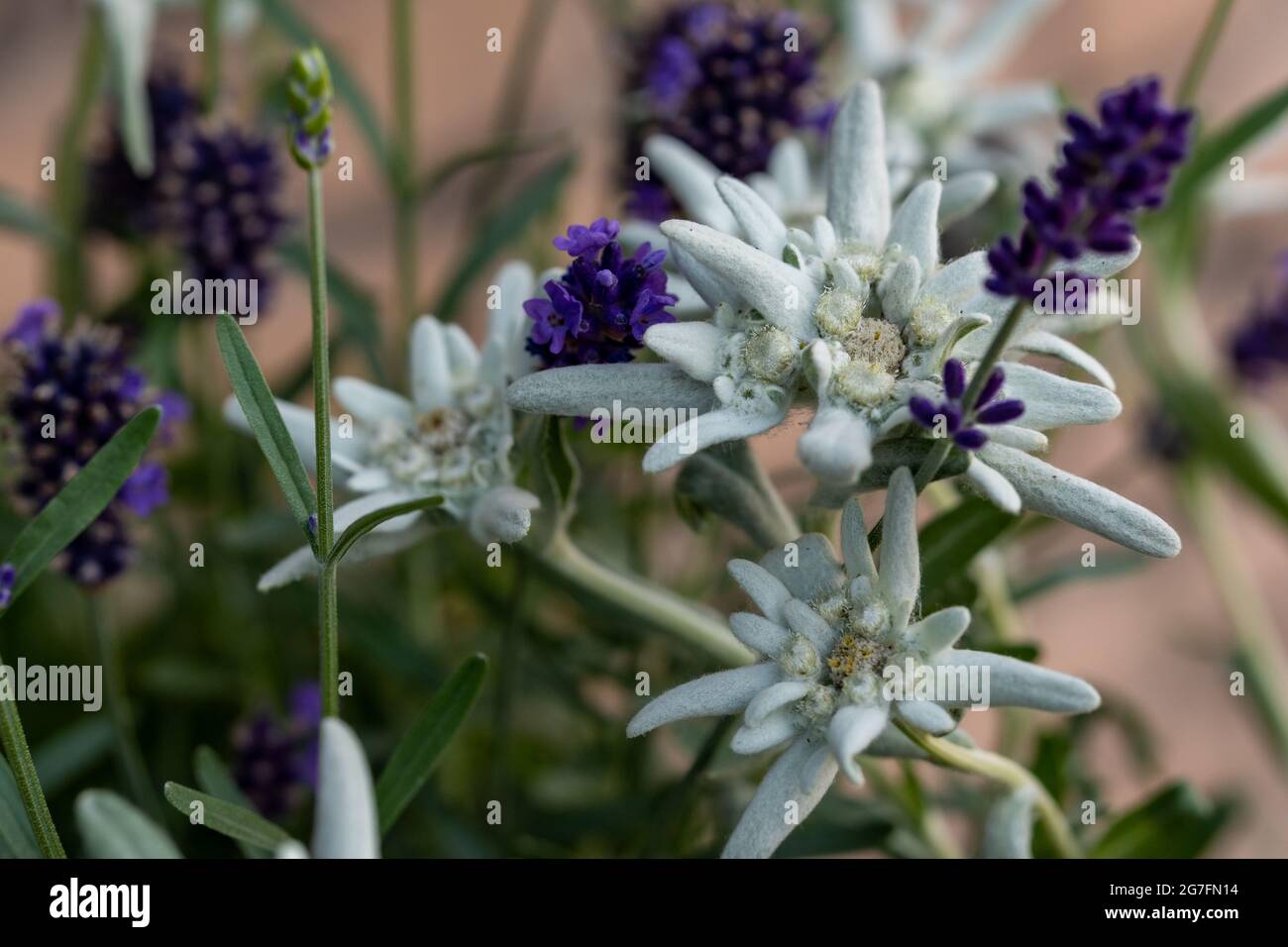 Edelweiss plant with large white flowers interspersed with lilac lavender  Stock Photo - Alamy
