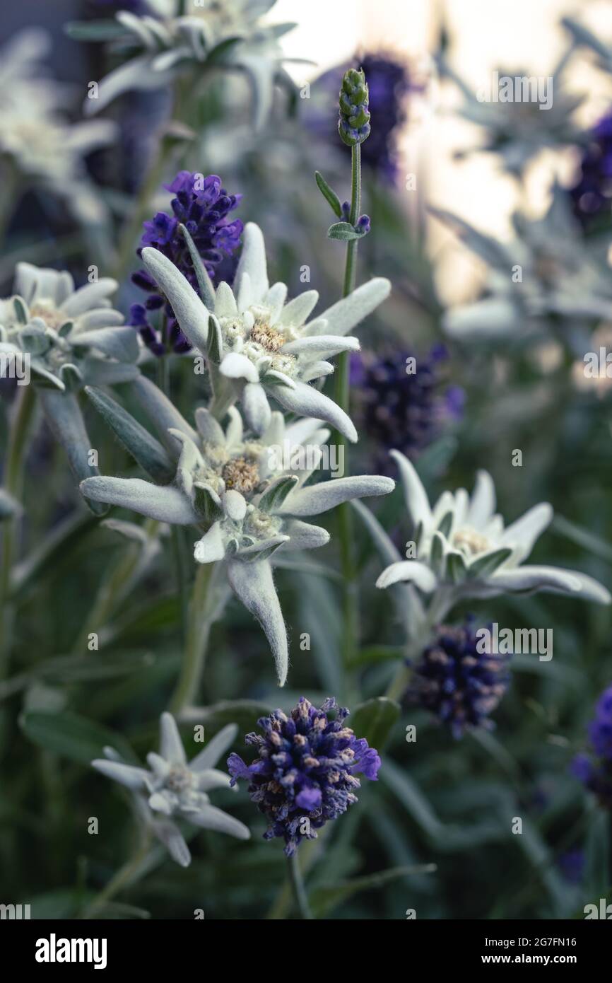 Flowers interspersed hi-res stock photography and images - Alamy