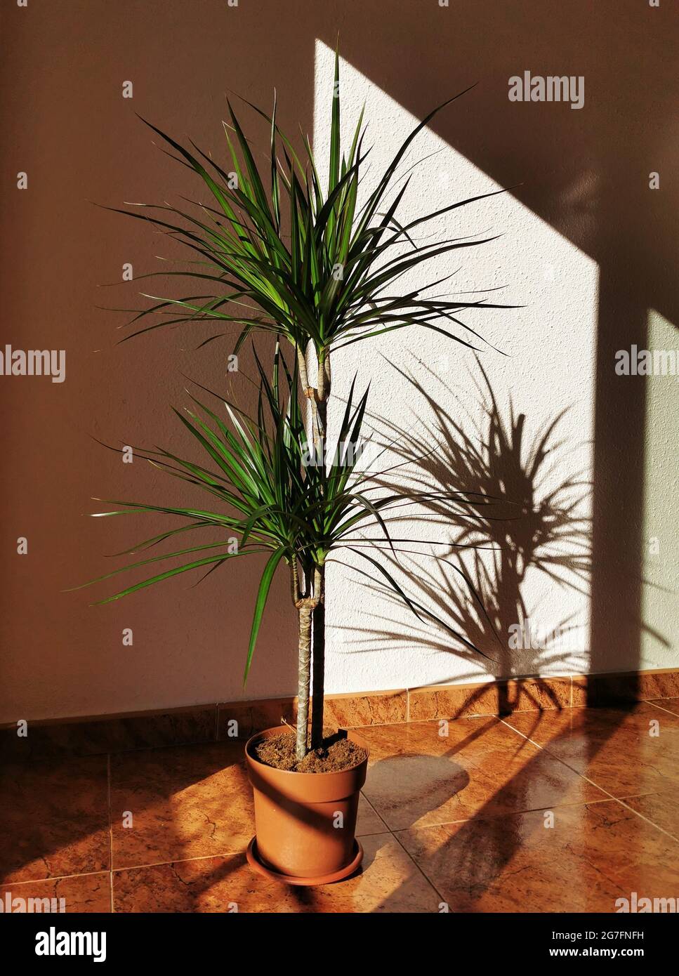 Vertical shot of a tall green house plant growing into a healthy tree