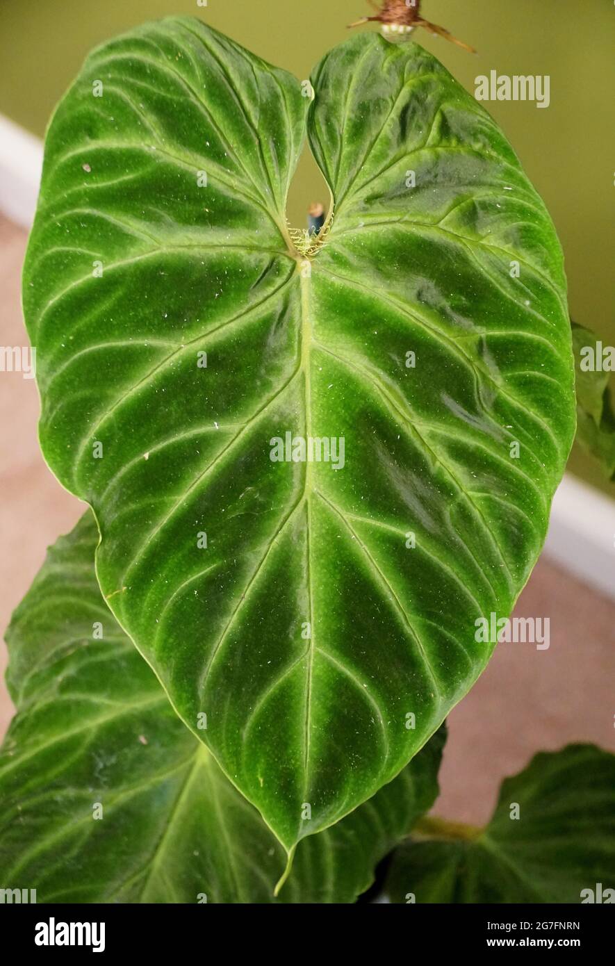 A Bbeautiful leaf of Philodendron Verrucosum, a popular houseplant Stock  Photo - Alamy
