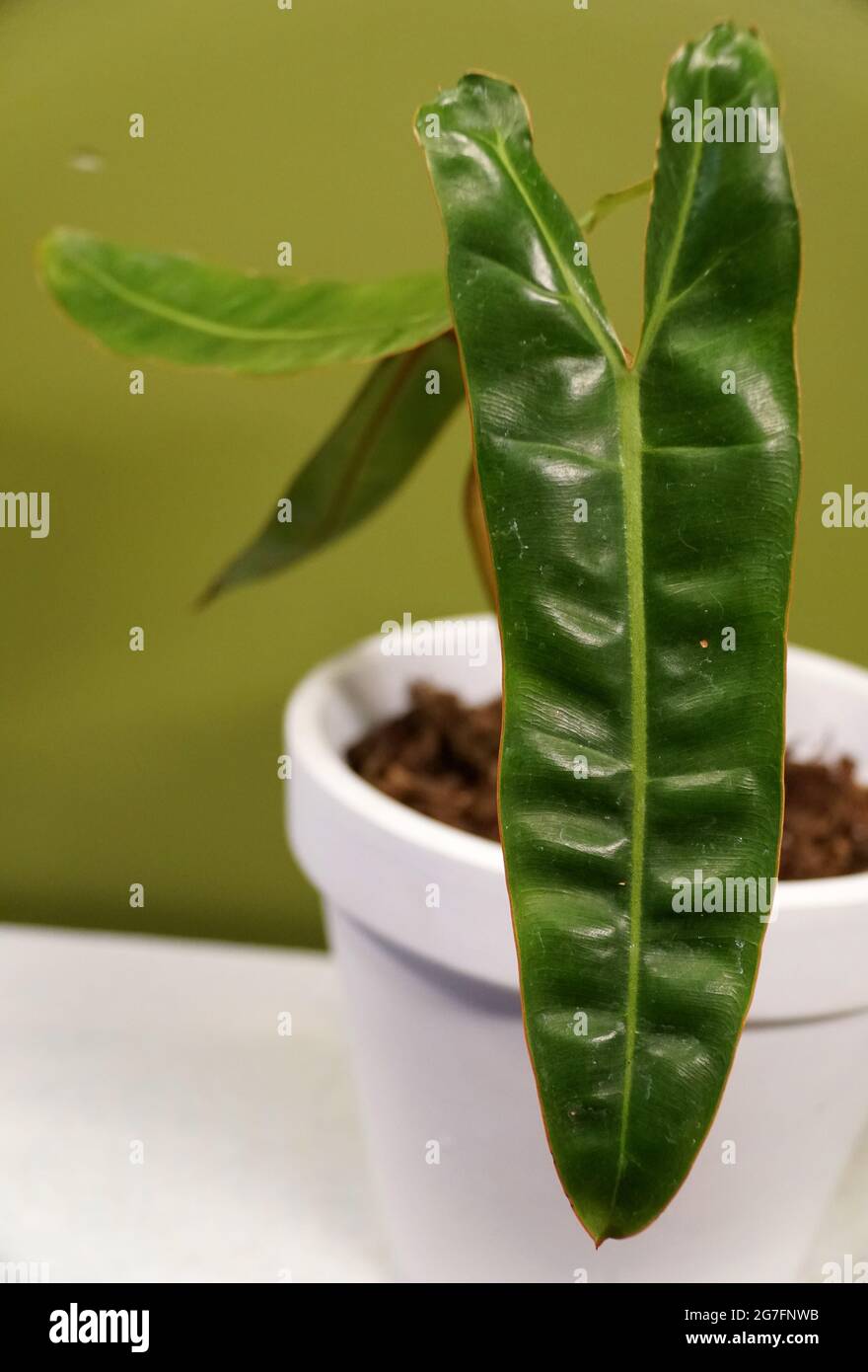 arabica plant Explore Our Arabica Coffee Fruit Tree