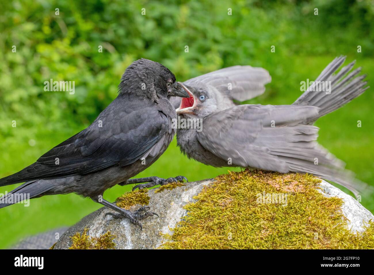 Jackdaws (Corvus monedula). Both juveniles of the year, from different nests. Grey mutation, aberrant, bird right, adopting a begging to be fed postur Stock Photo