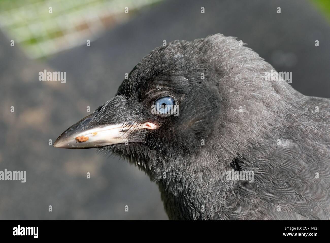 Young, fledgling, juvenile Jackdaw (Corvus monedula). Close up, view of head and facial features including rictal bristles covering the nares or nostr Stock Photo