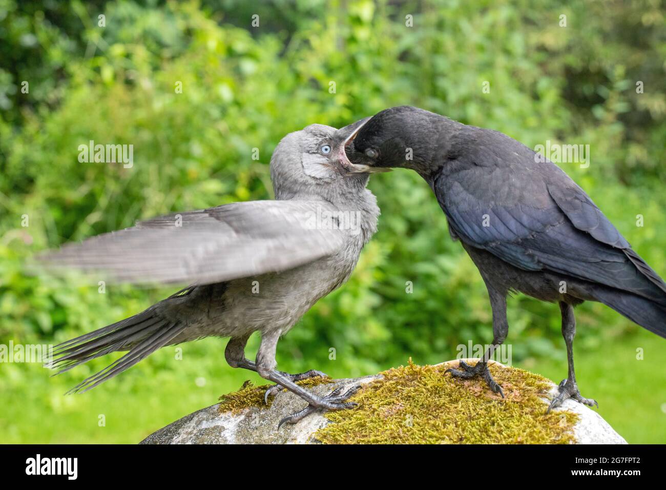 Jackdaws (Corvus monedula). Both juveniles of the year, from different nests. Grey mutation, aberrant, bird left adopting a begging to be fed posture, Stock Photo