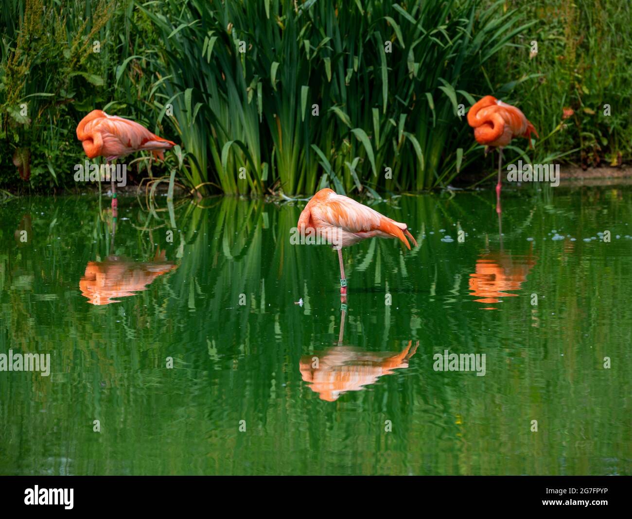 Small group of flamingos resting in the water. ZSL Whipsnade Zoo, Bedfordshire, England. Stock Photo
