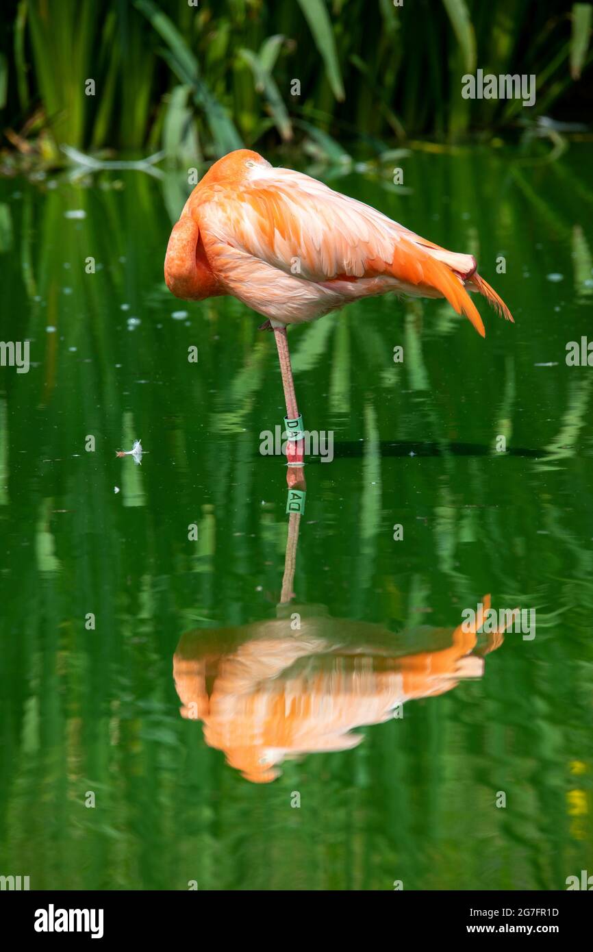 Vertical shot of a flamingo resting in the water. ZSL Whipsnade Zoo, Bedfordshire, England. Stock Photo