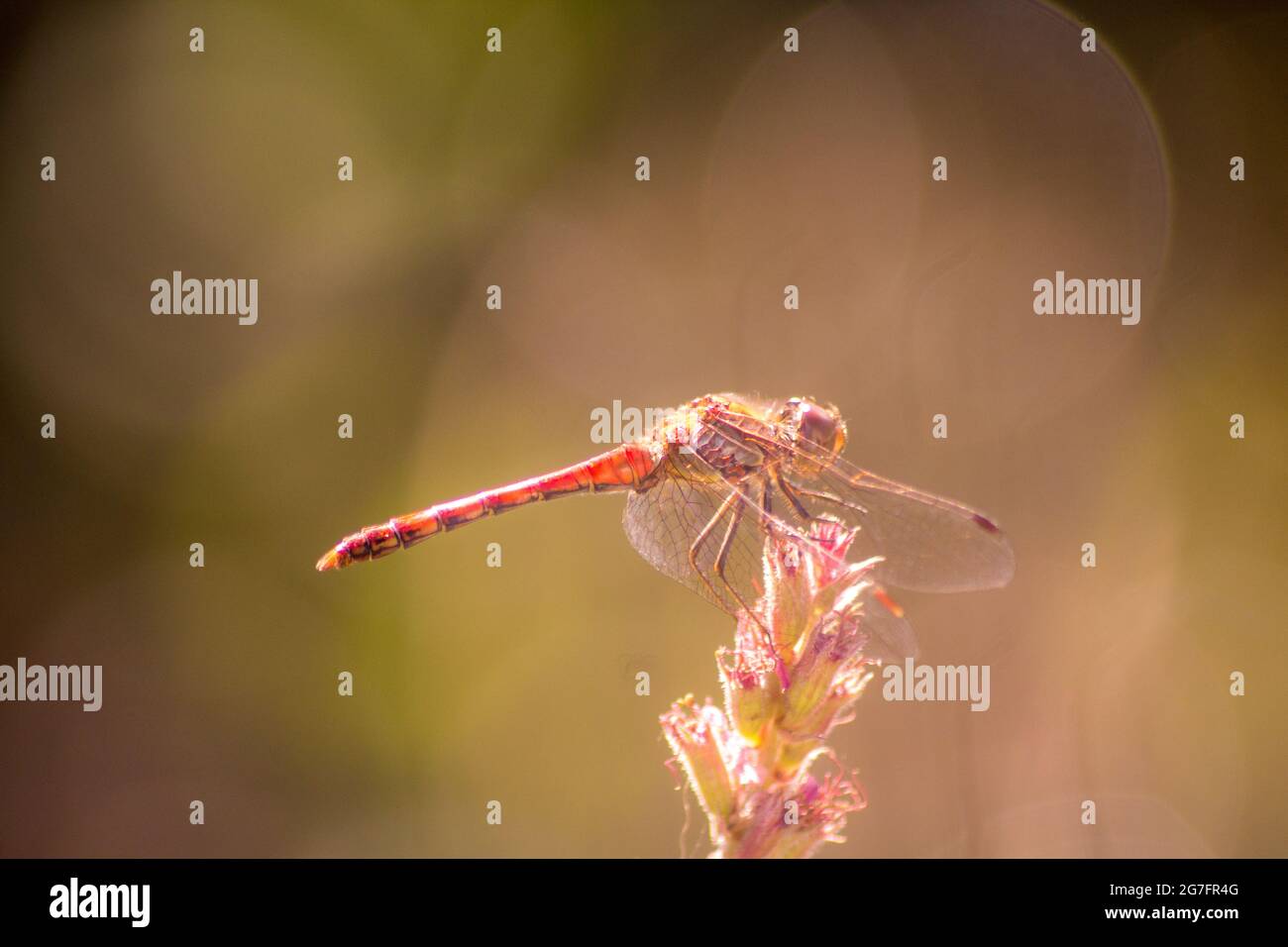 Dragonfly on a plant in a garden Stock Photo - Alamy