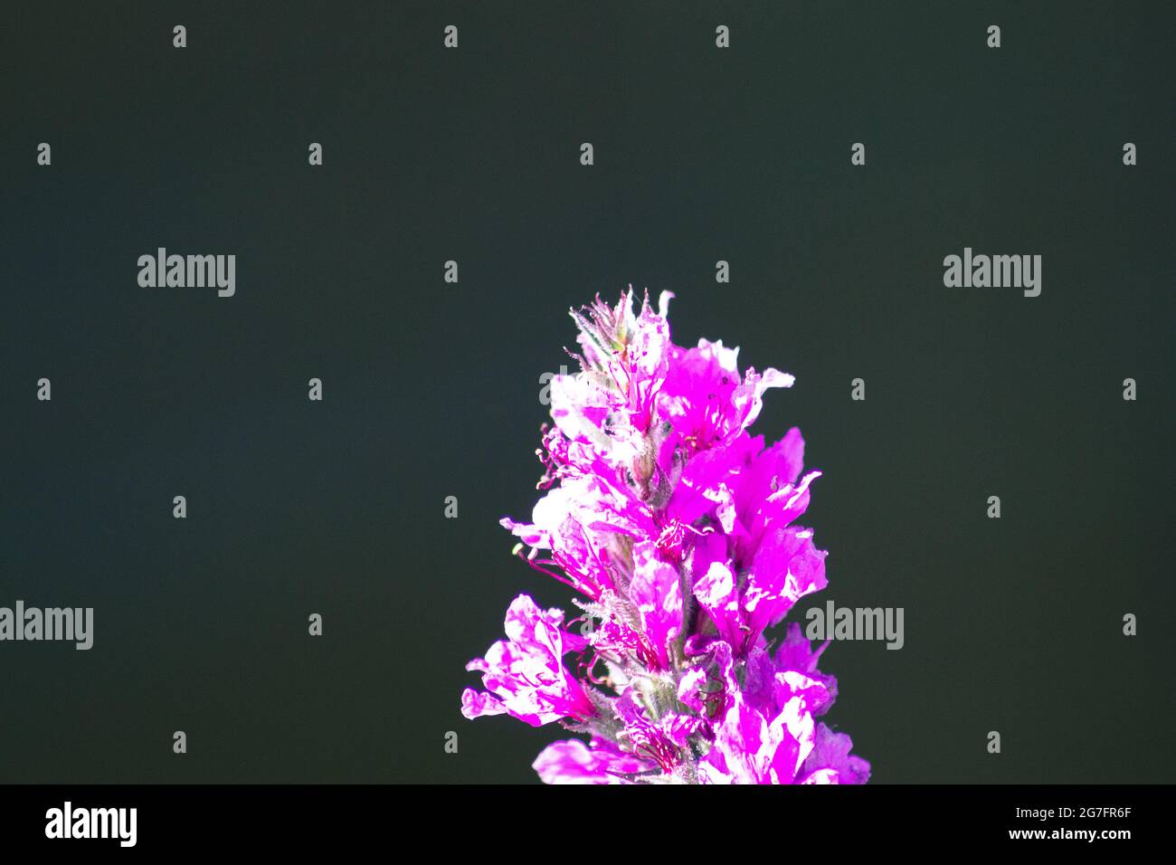 Purple veronica flower in a garden Stock Photo Alamy