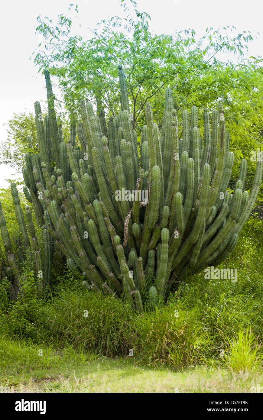 Cactus in arid lands of Guatemala Stock Photo