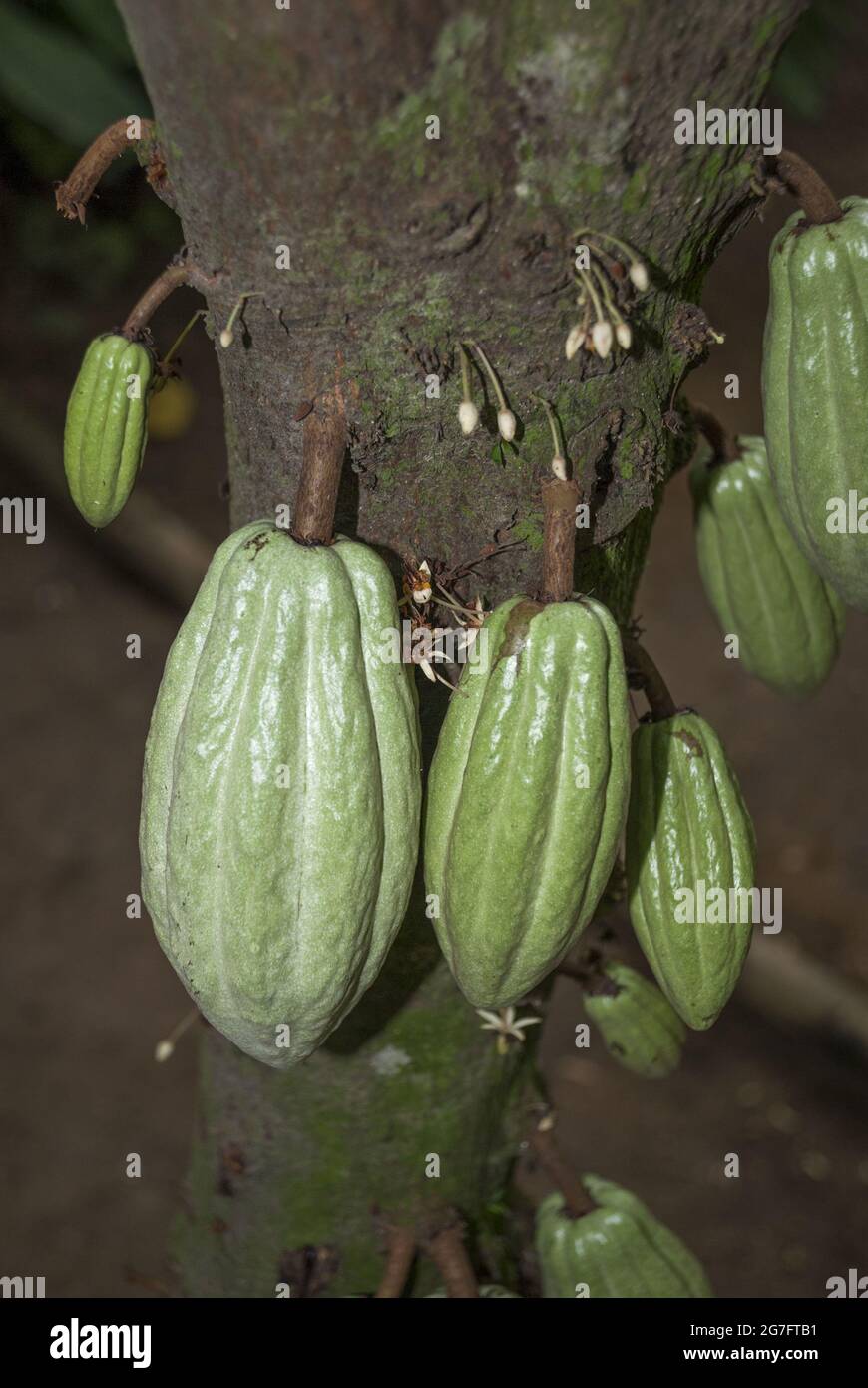 Cacao plantation guatemala hires stock photography and images Alamy