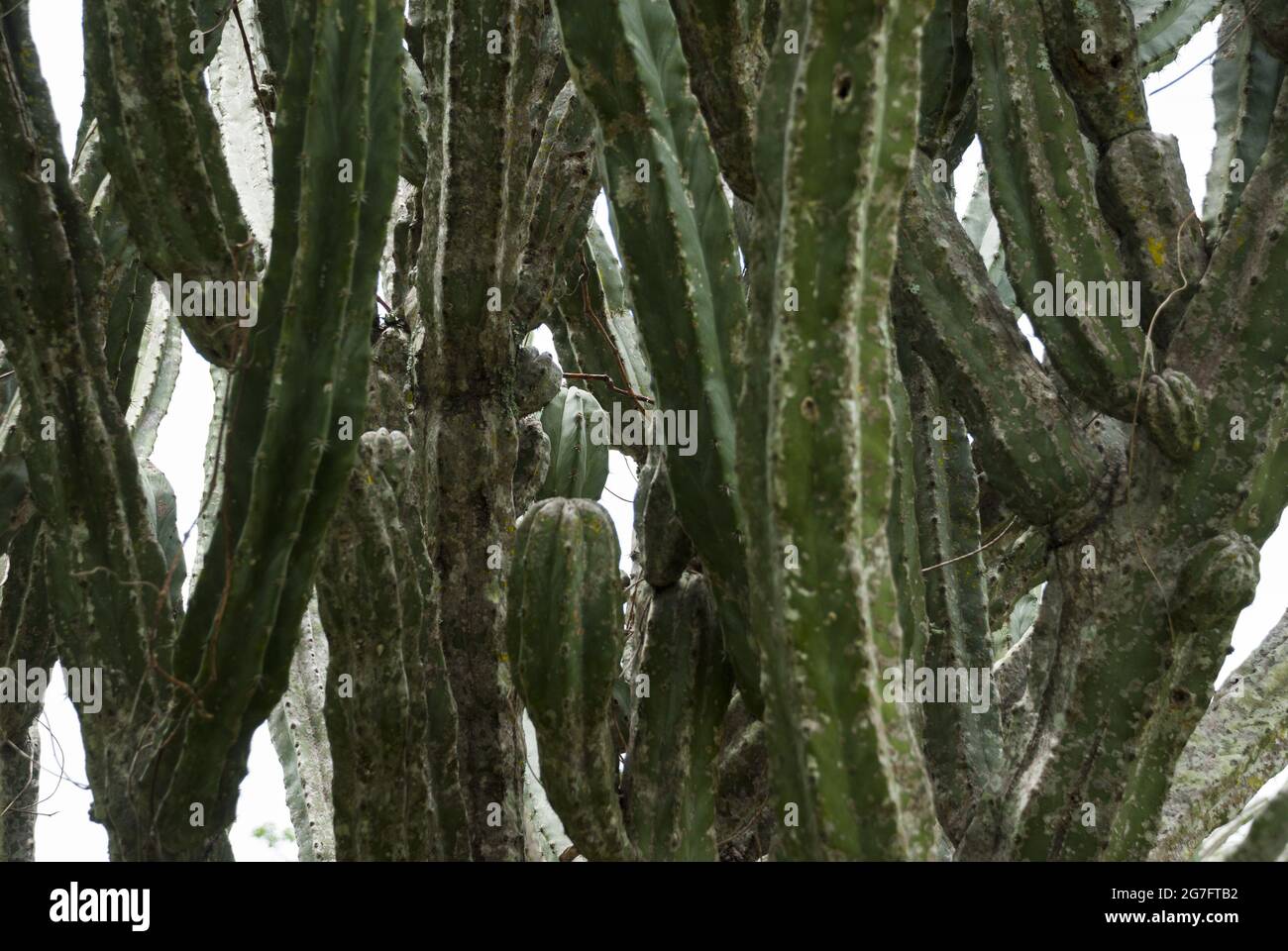 Cactus in arid lands of Guatemala Stock Photo