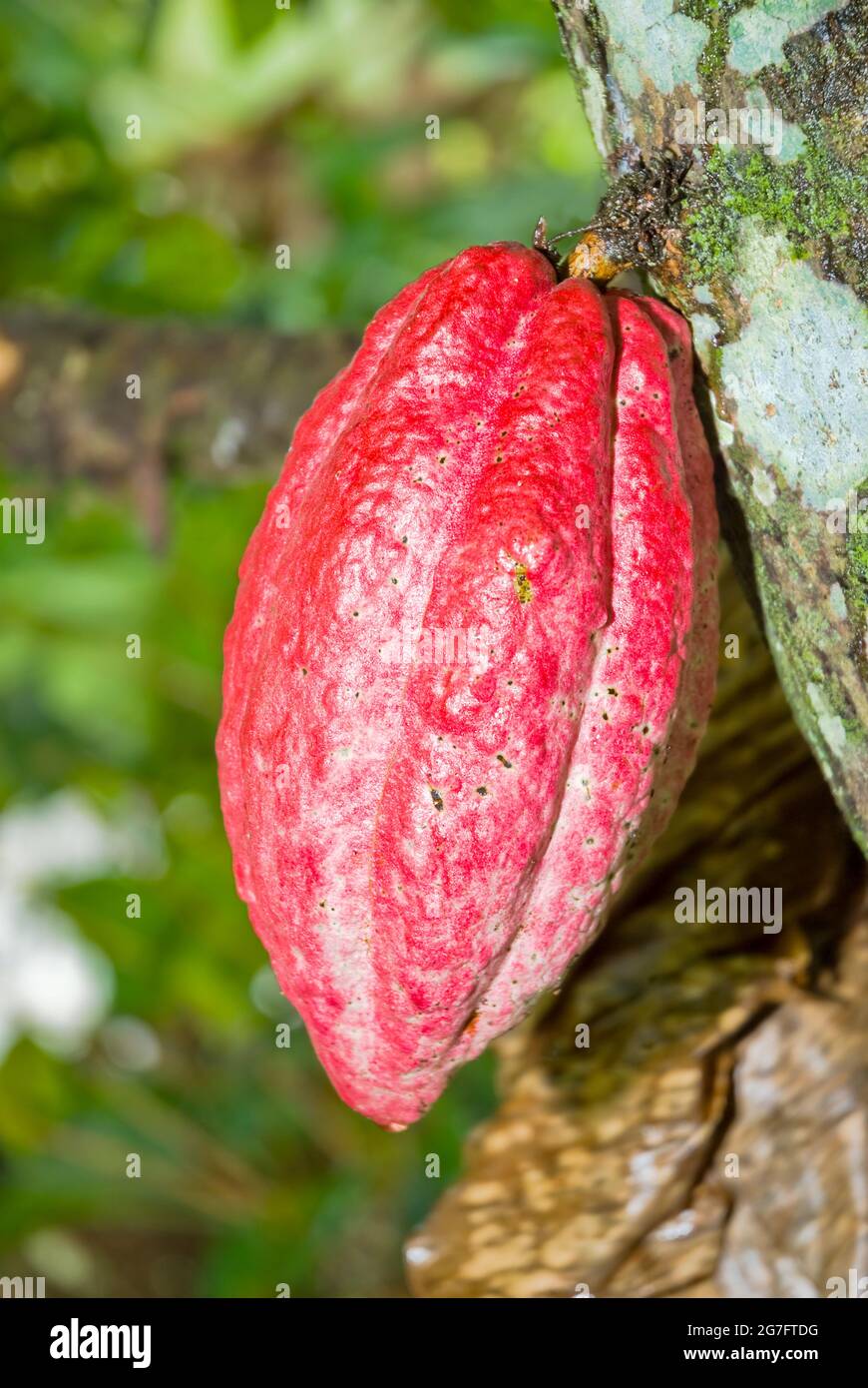 Cacao from Guatemala fresh fruit on tree Stock Photo Alamy