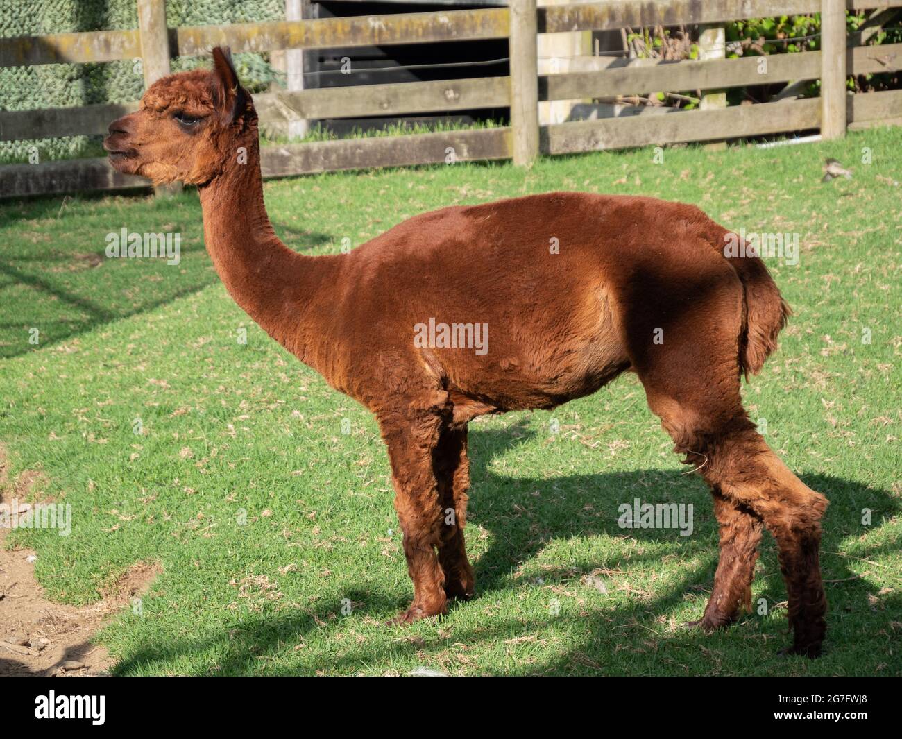Side view of a brown alpaca resting outdoors Stock Photo - Alamy