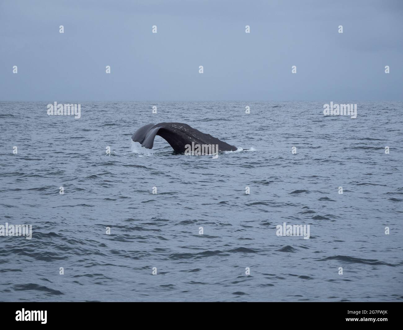 Tail of a whale jumping out of the water Stock Photo - Alamy