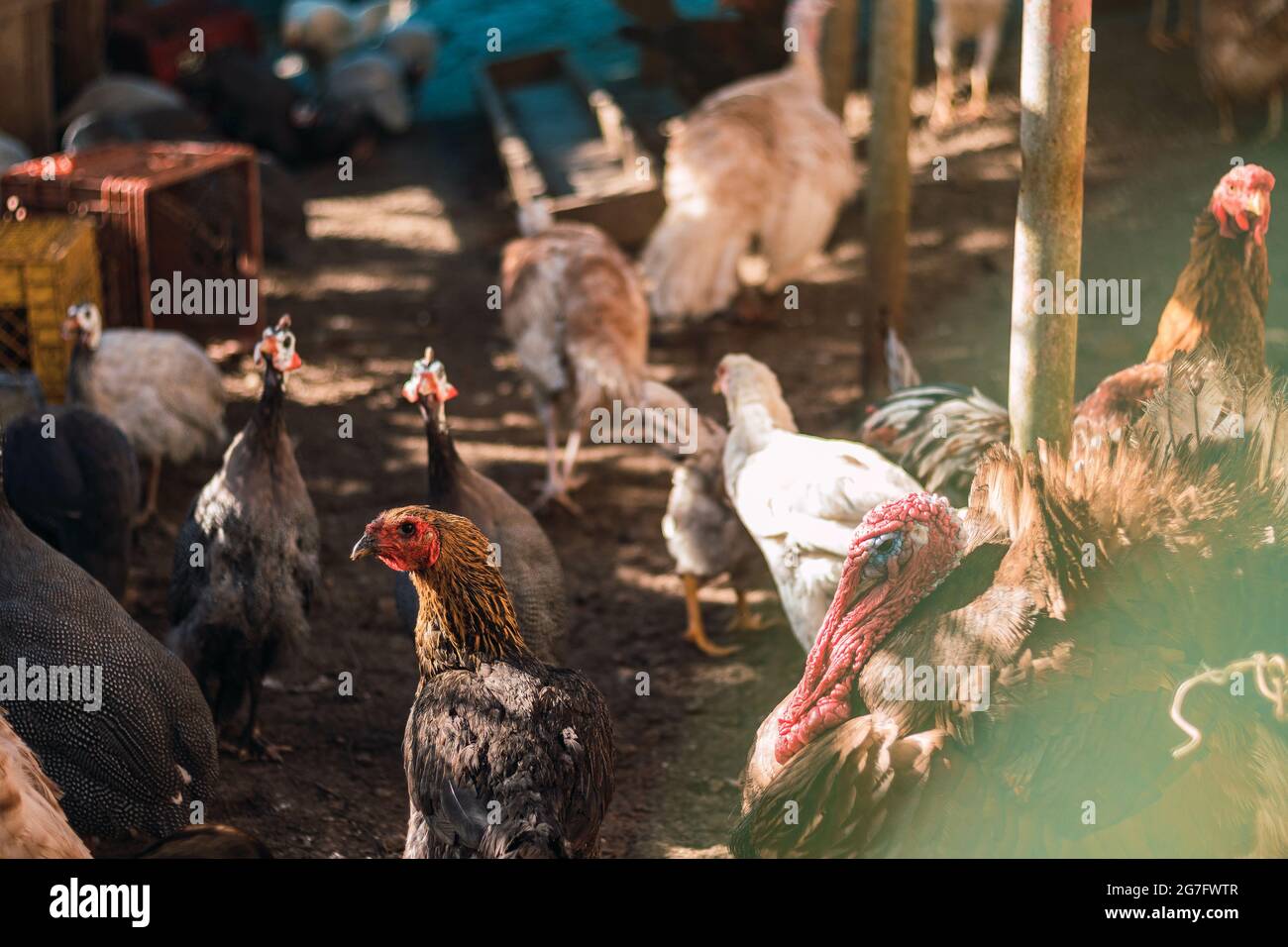 Birds of poultry farm. Chickens, roosters, turkeys. Different birds of