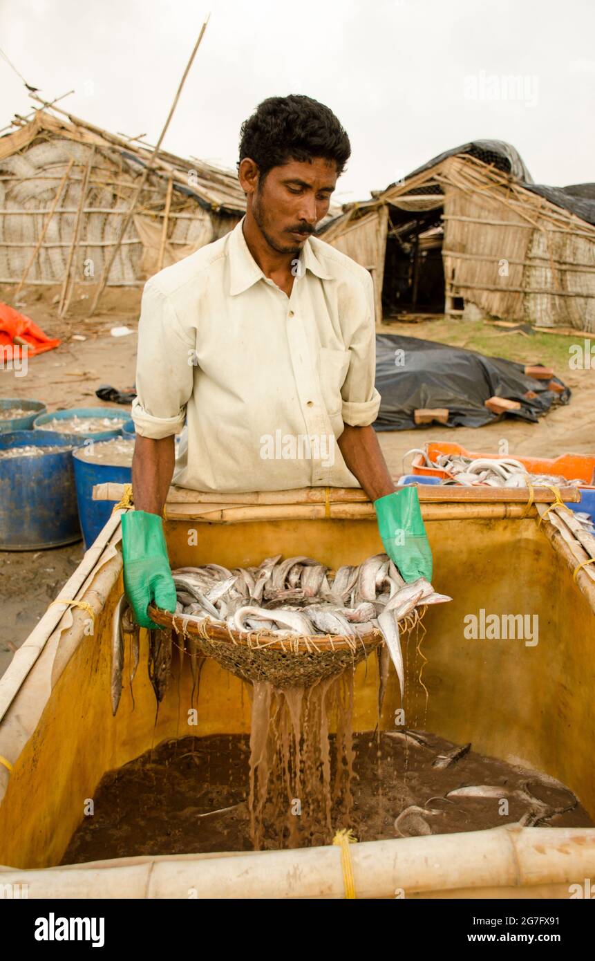 Preservation of sea fish at Digha, West Bengal, India. Stock Photo