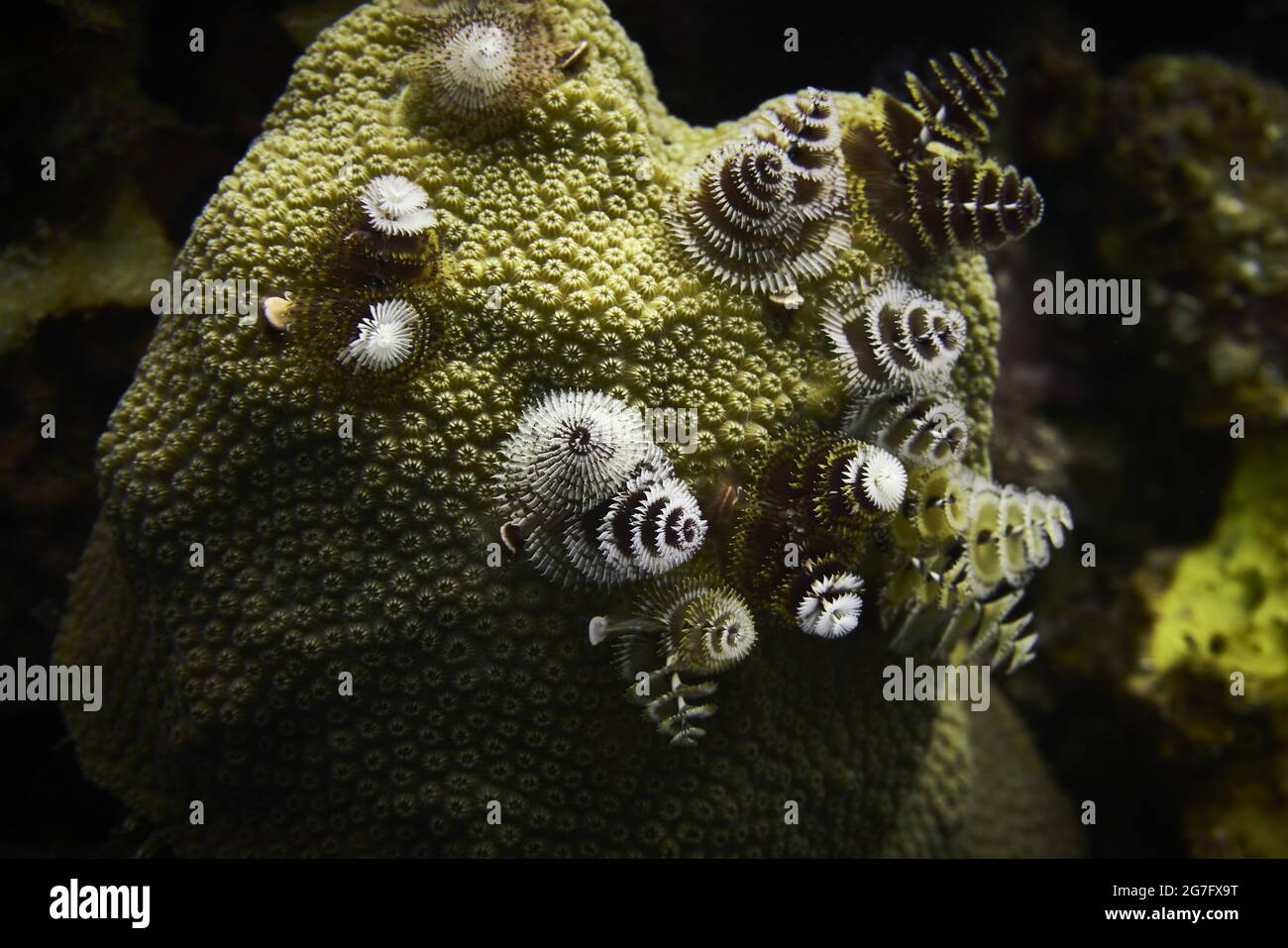 Closeup of Serpulidae tube worms. Underwater life Stock Photo Alamy