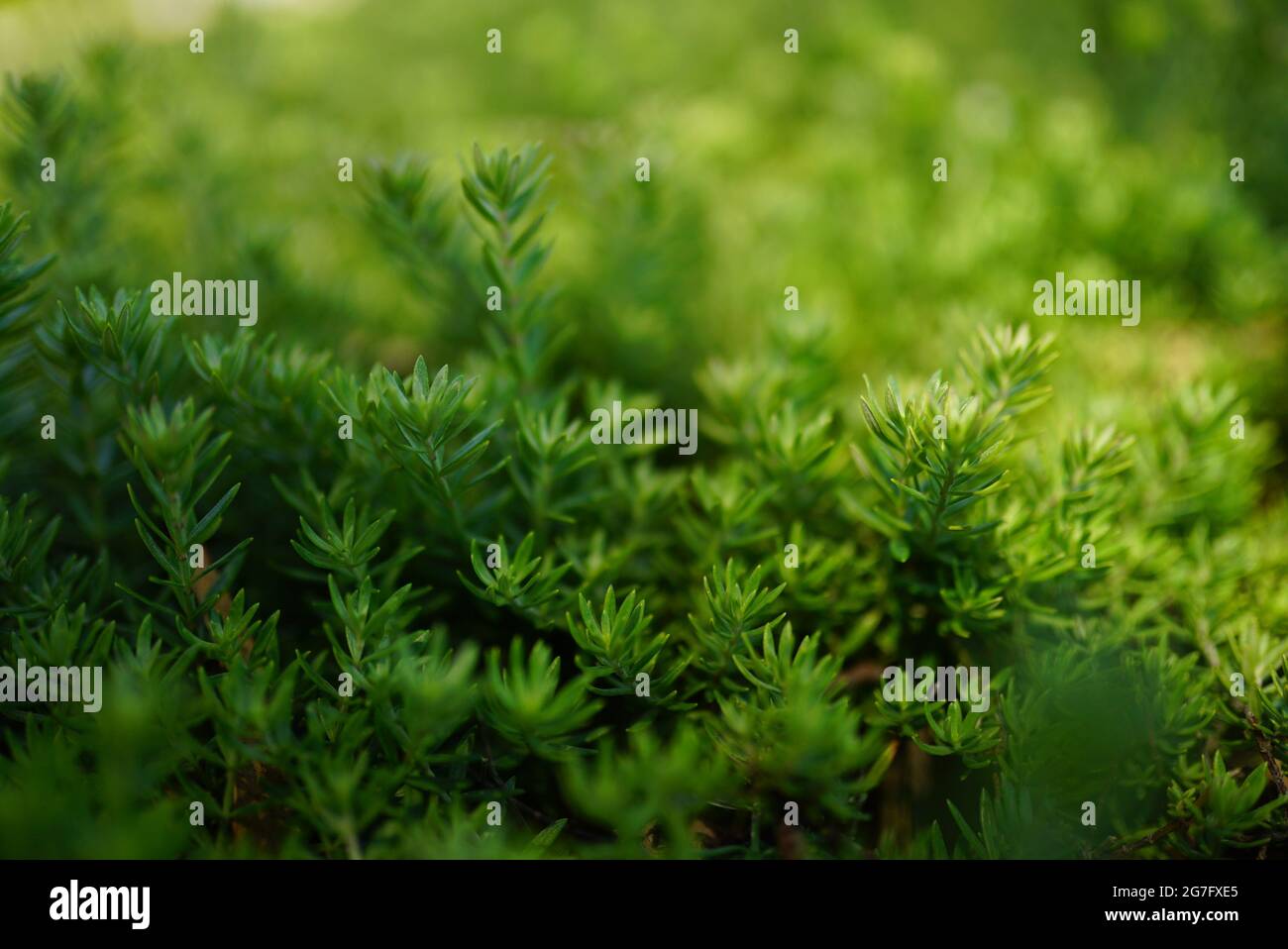 Closeup of green bryopsida plants Stock Photo