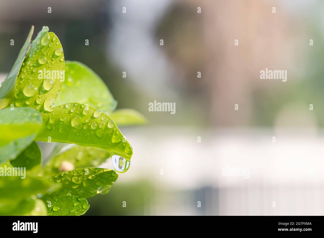 Natural green leaf in the garden. Waterdrops on the green leaves with ...