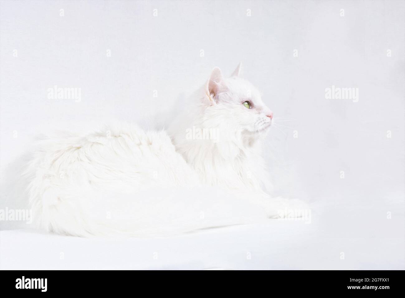 White longhair domestic cat lying on white background. View from the side. The yellow eye observes something outside the frame. Turkish Angora. Stock Photo