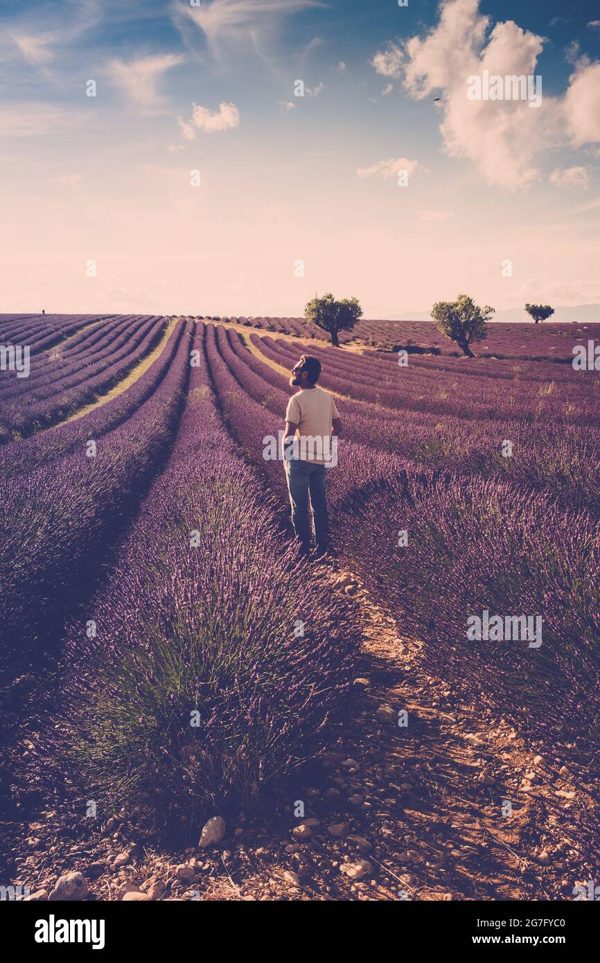 One standing man look the lavender field around him - human and beautiful travel scenic nature outdoors - france provence valensole location - fragran Stock Photo