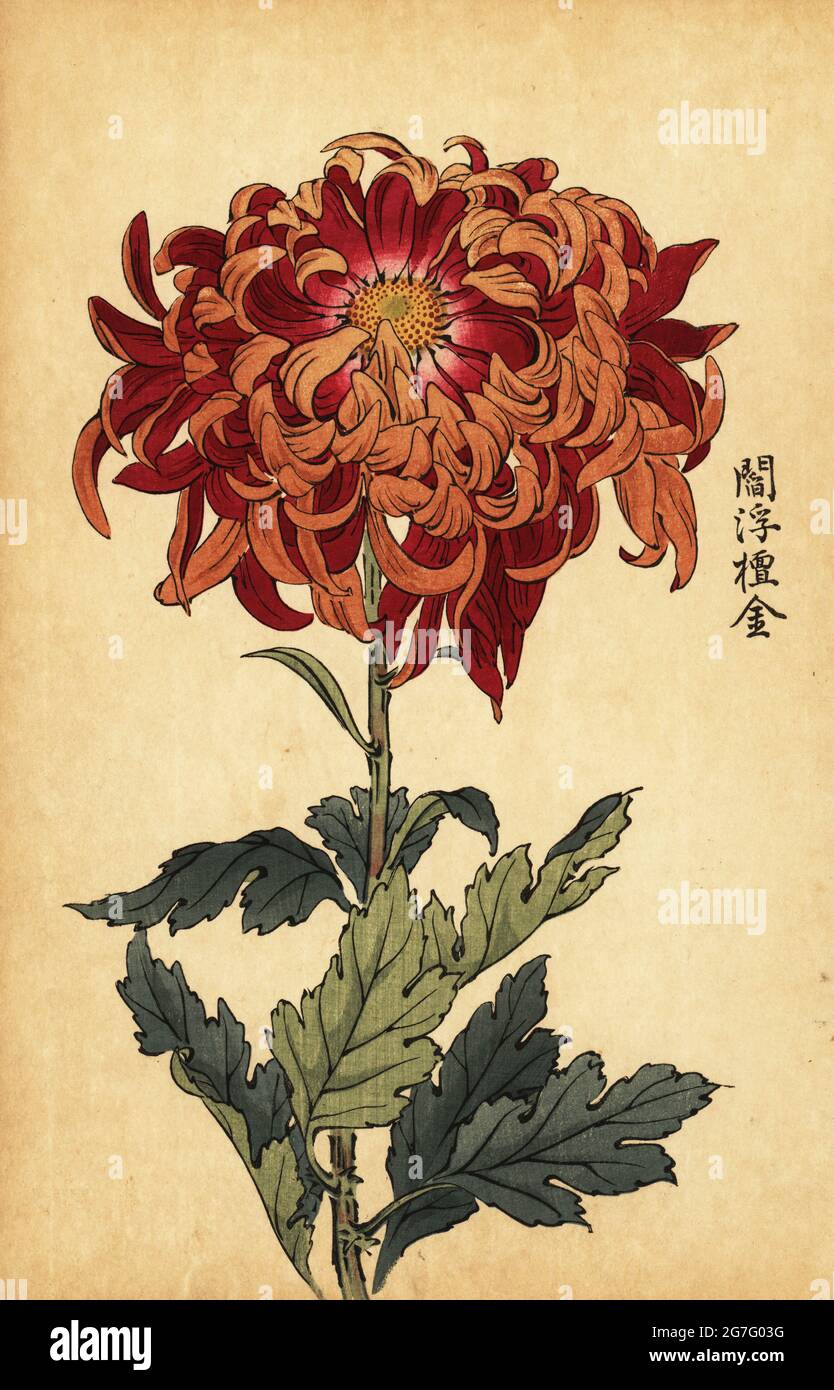 Hybrid orange and crimson chrysanthemum, Chrysanthemum indicum