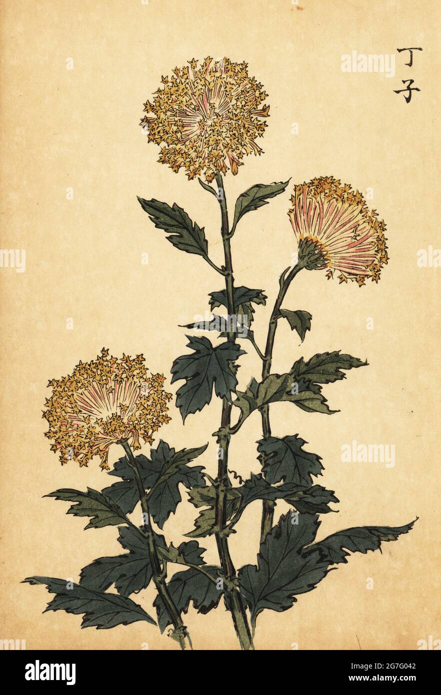 Hybrid Yellow Chrysanthemum Chrysanthemum Indicum Handcoloured Woodblock Print After Keika Hasegawa From Keika Hyakugiku Keika S 100 Chrysanthemums Published By Naosaburo Yamada Kyoto Japan 13 Keika Hasegawa Drew Flowers And Patterns For Kimono Hybrid Yellow Chrysanthemum Chrysanthemum Indicum Handcoloured Woodblock Print After Keika Hasegawa From Keika Hyakugiku Keika S 100 Chrysanthemums Published By Naosaburo Yamada Kyoto Japan 13 Keika Hasegawa Drew Flowers And Patterns For Kimono
