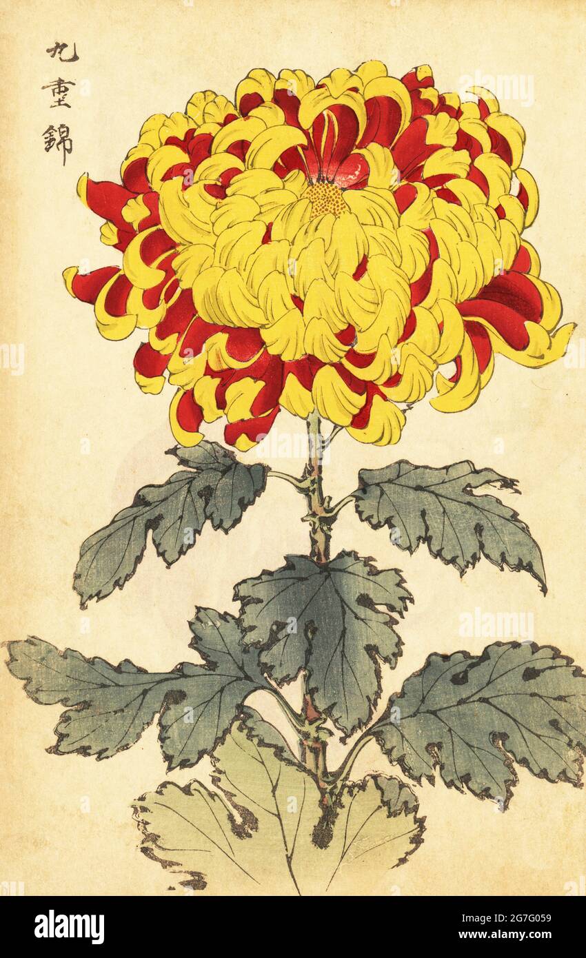 Hybrid scarlet and yellow chrysanthemum, Chrysanthemum indicum