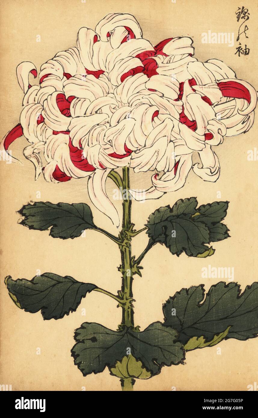 Hybrid white and scarlet chrysanthemum, Chrysanthemum indicum