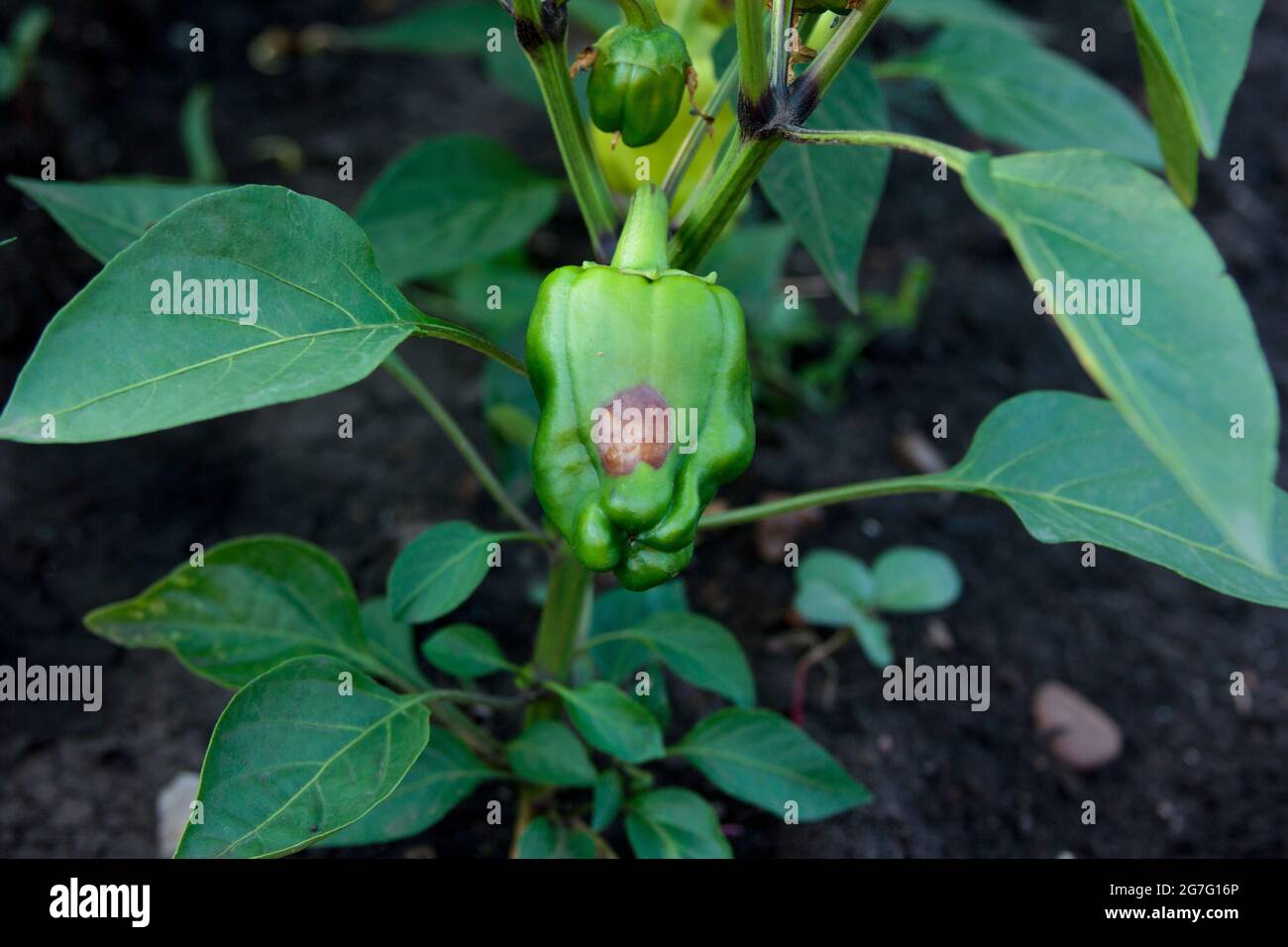 Anthracnose of peppers. Diseases and lesions. Fruit rot on the pod. Initial stage of the illness on the plant. Pepper on the bush outdoors. Bell peppe Stock Photo