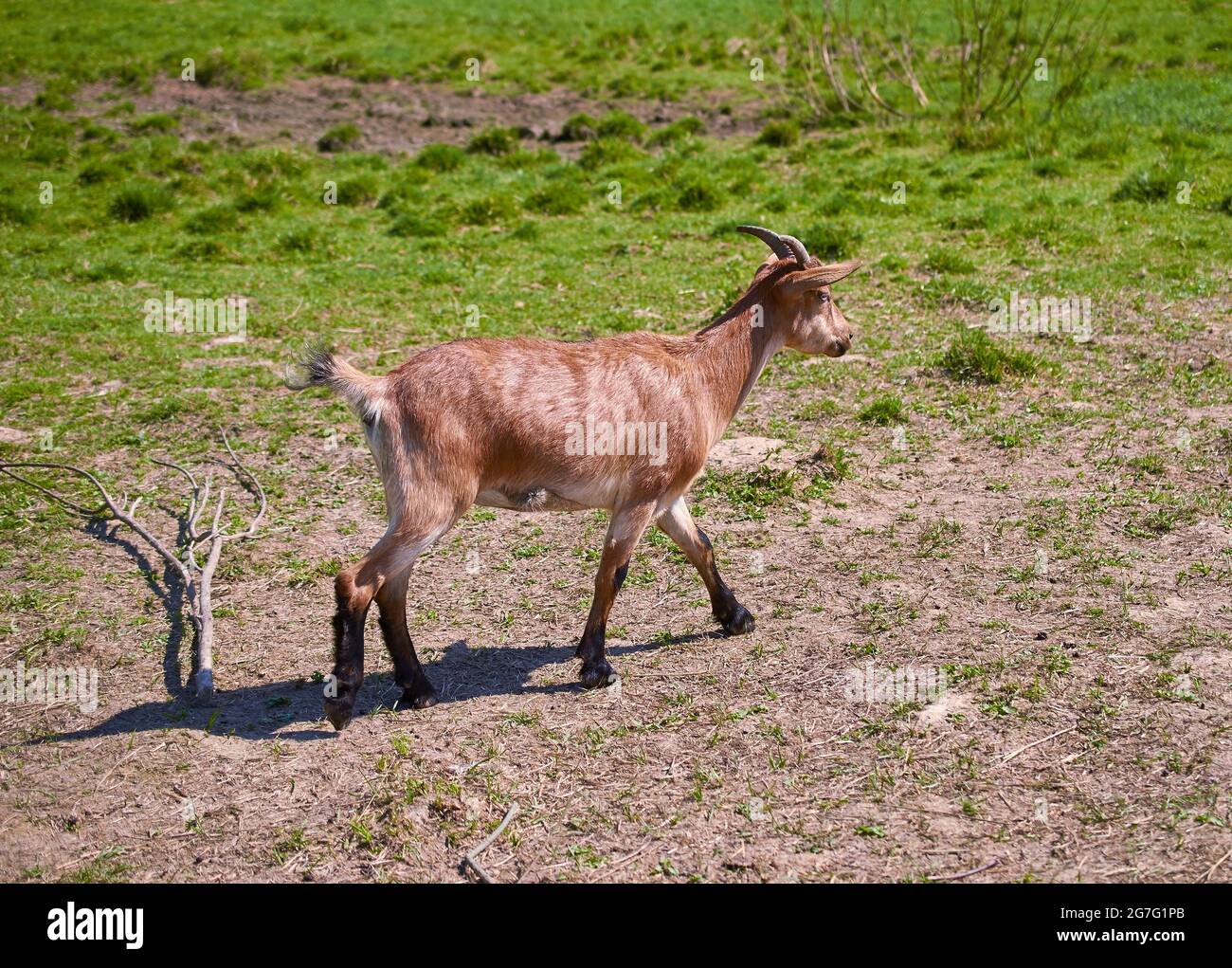 French Alpine goat in the meadow. Summer. Day. Summer rural landscape Stock Photo