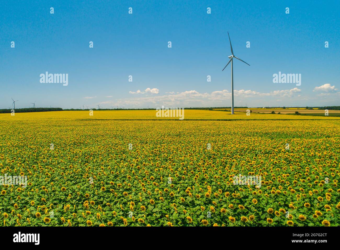 Blue sky and wheat field with wind turbines generating electricity ...