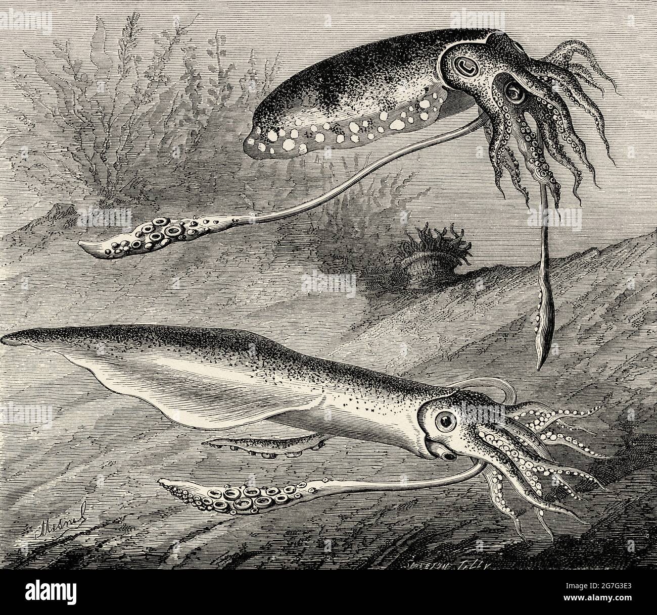 Sepia officinalis and European Squid (Loligo vulgaris) Old 19th century engraved illustration from El Mundo Ilustrado 1880 Stock Photo