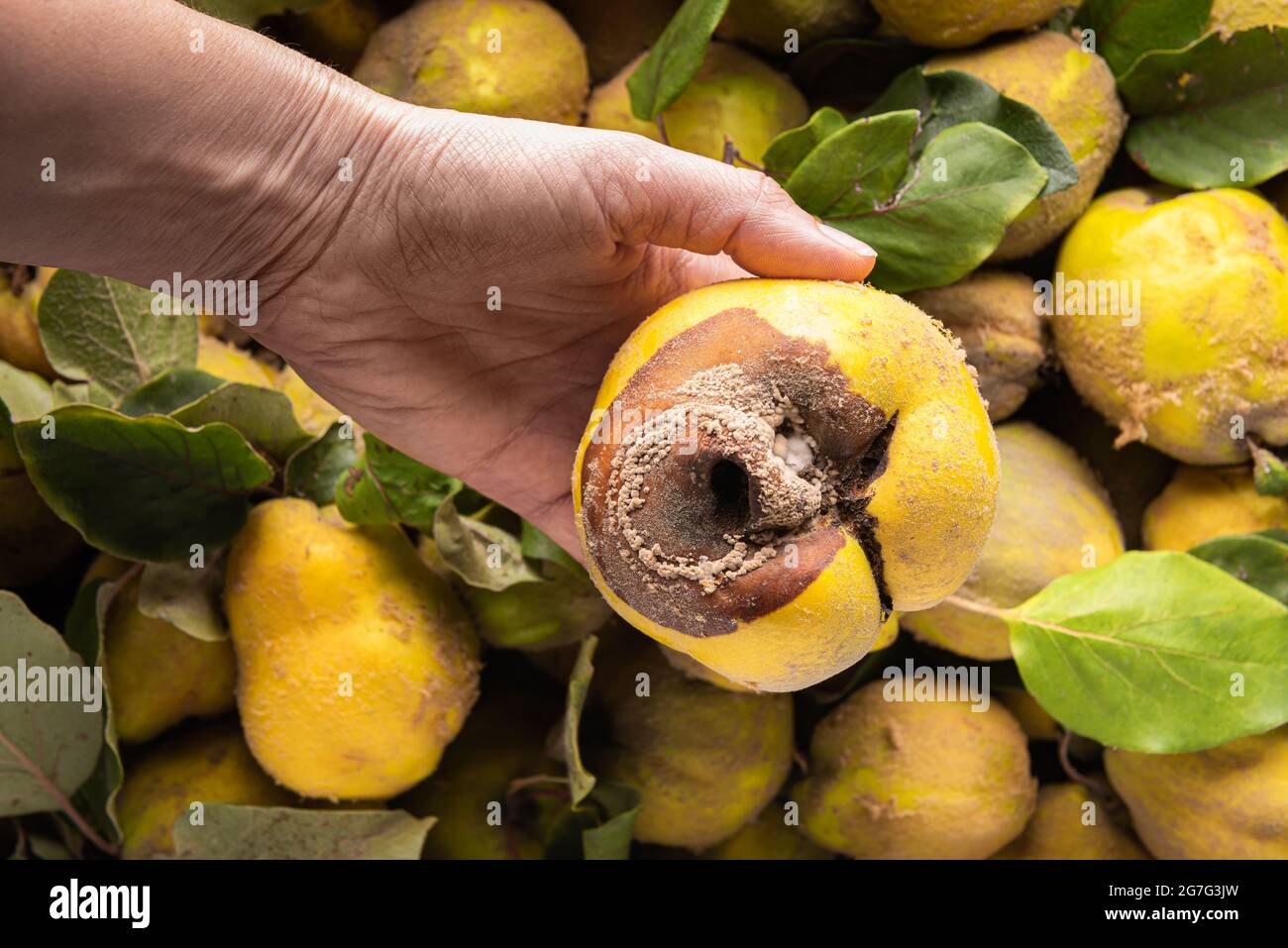 Close-up of large ugly rotted yellow quince apple in hand of farmer. Large group of quince apples with green leaves at background. View from above. Wa Stock Photo