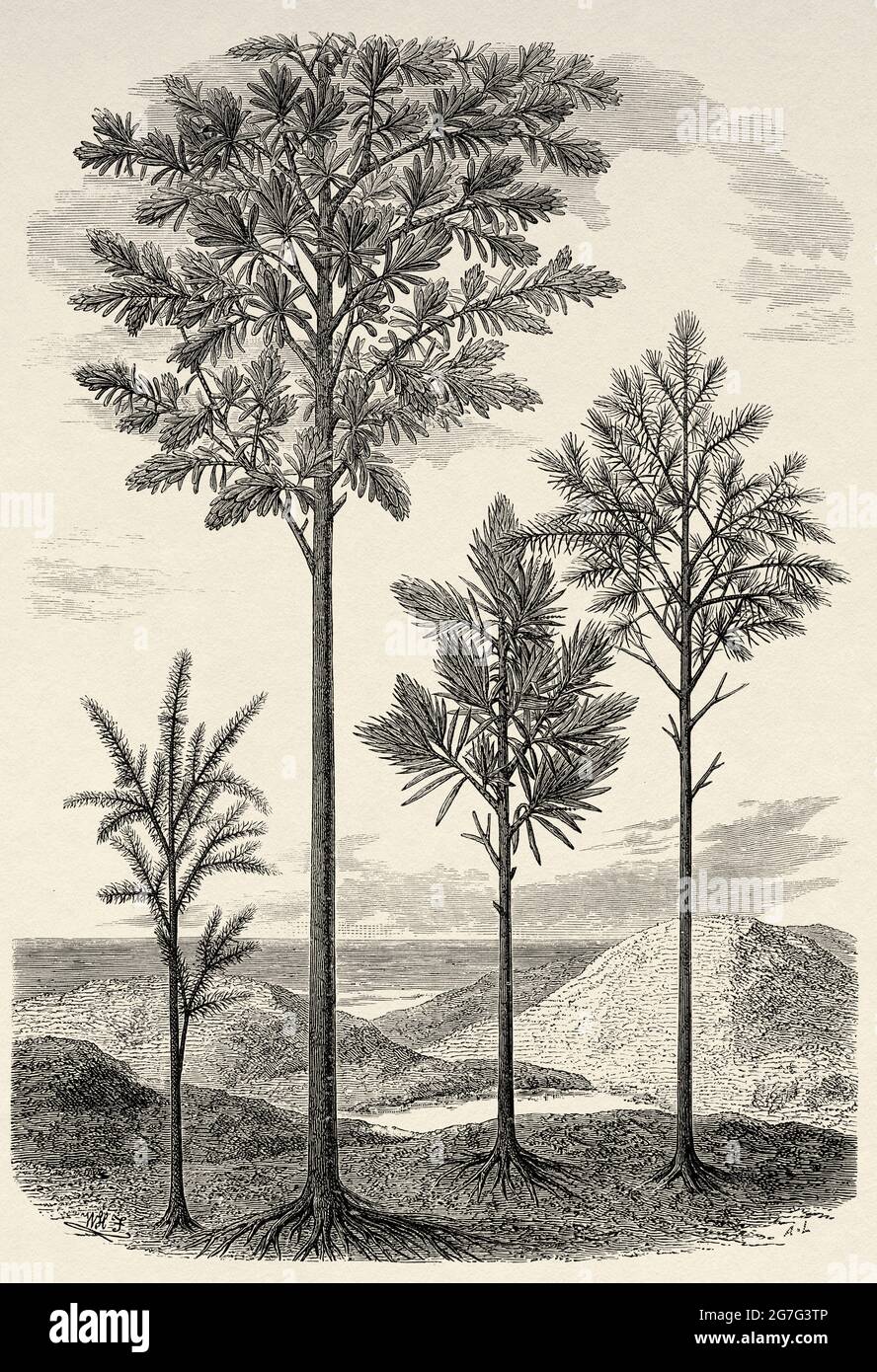 Landscape of the primitive world. Sub conifers, dicranopygium, cordaites. Old 19th century engraved illustration from El Mundo Ilustrado 1880 Stock Photo