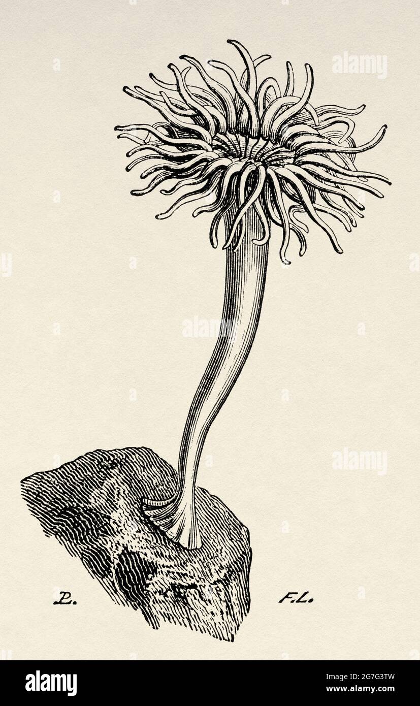 Sea Anemone. Calliactis parasitica Couch. Aiptasia couchii Gosse. Old 19th century engraved illustration from El Mundo Ilustrado 1880 Stock Photo
