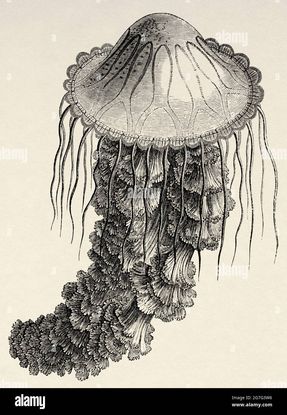 Lion´s Mane Jellyfish (Cyanea capillata) Old 19th century engraved illustration from El Mundo Ilustrado 1880 Stock Photo