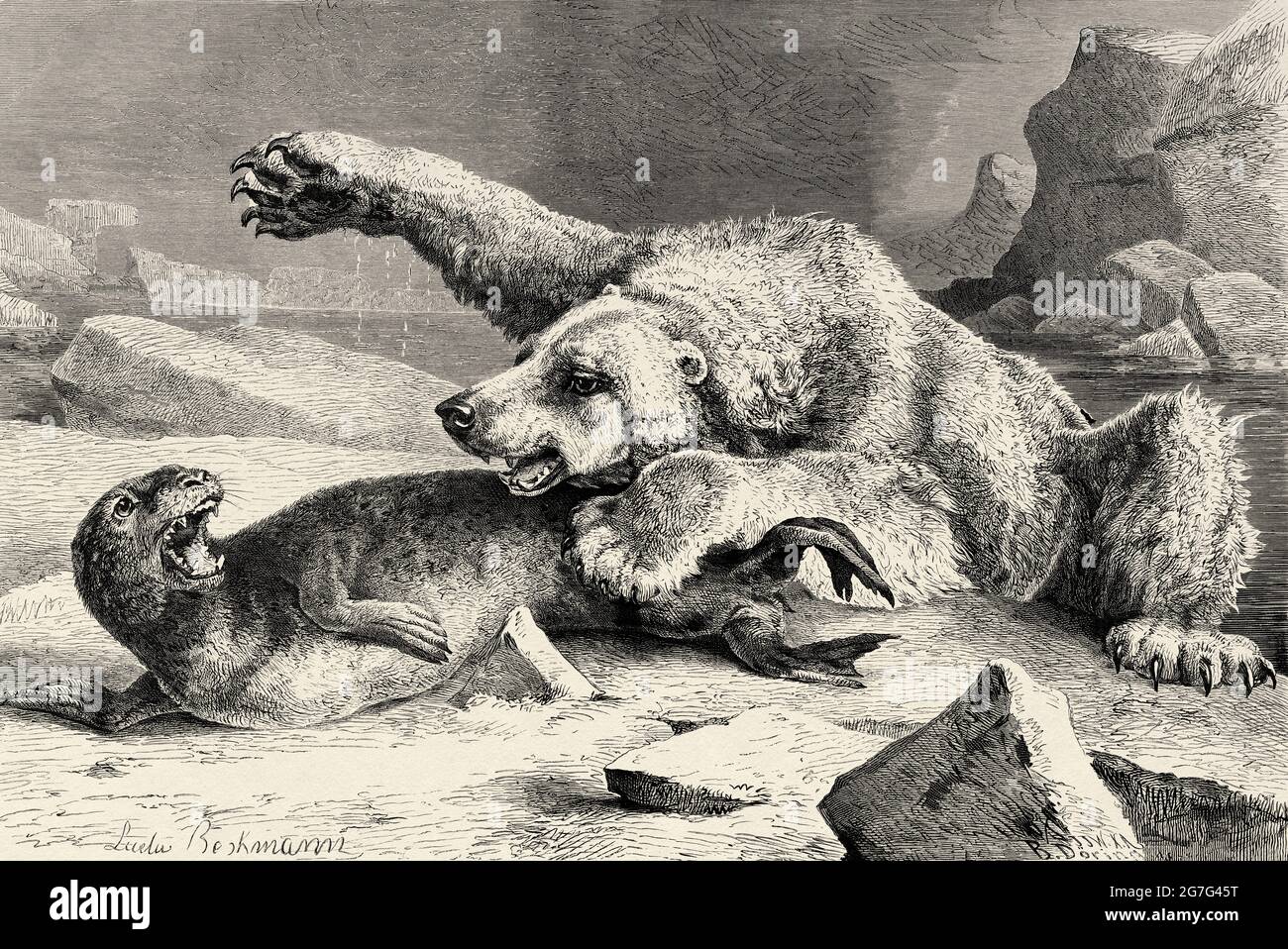 Polar bear hunting seal. Old 19th century engraved illustration from El Mundo Ilustrado 1880 Stock Photo