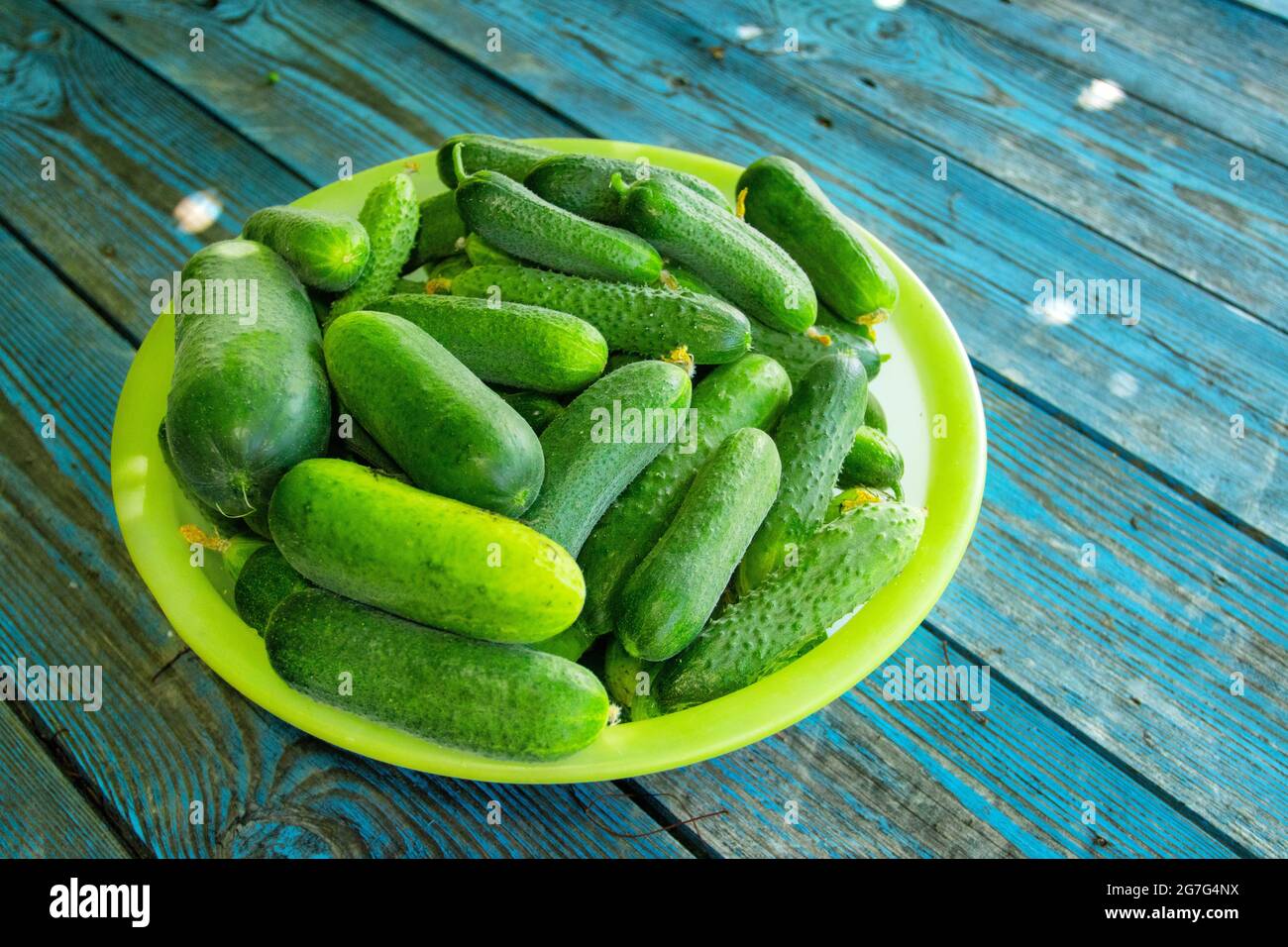 Juicy fresh cucumbers in a bowl on a table made of old painted boards Stock Photo