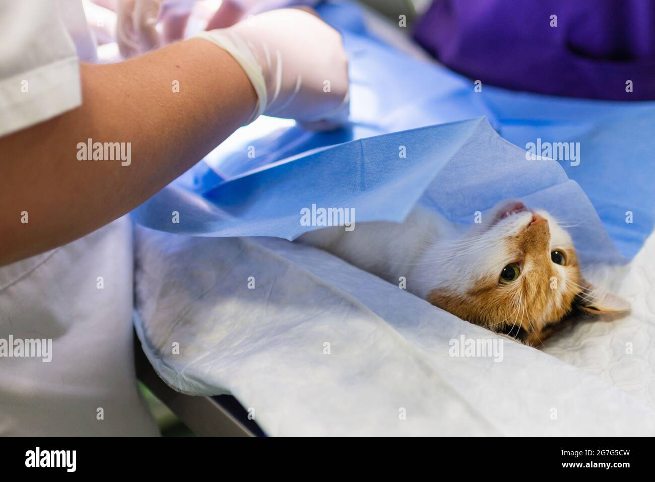 Cat on surgical table during surgery castration in veterinary clinic