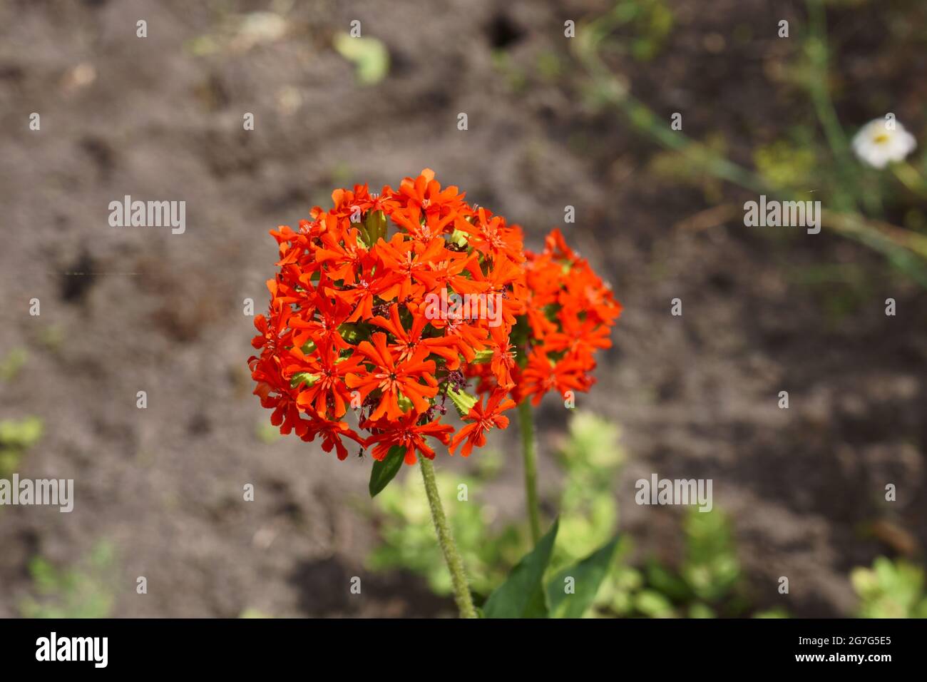 Silene Chalcedonica Maltese Cross Flower Of Bristol Jerusalem Cross Nonesuch Stock Photo Alamy Silene Chalcedonica Maltese Cross Flower Of Bristol Jerusalem Cross Nonesuch Stock Photo Alamy