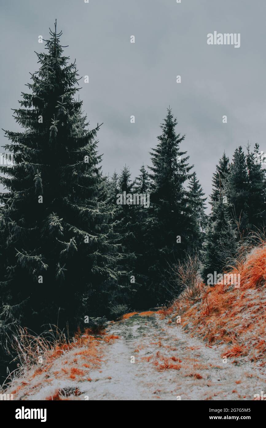 Vertical shot road covered hi-res stock photography and images - Alamy