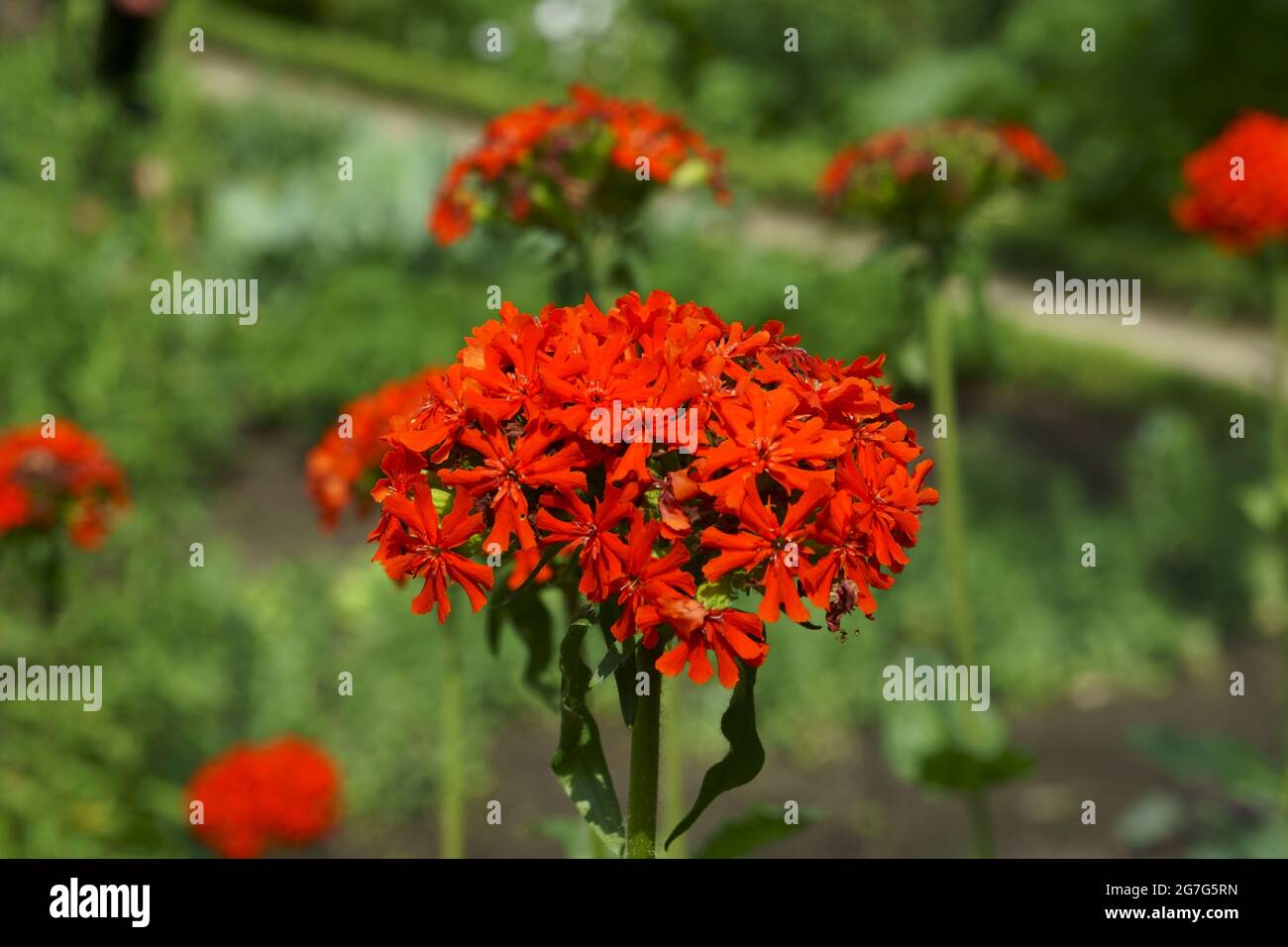 Silene Chalcedonica Maltese Cross Flower Of Bristol Jerusalem Cross Nonesuch Stock Photo Alamy Silene Chalcedonica Maltese Cross Flower Of Bristol Jerusalem Cross Nonesuch Stock Photo Alamy