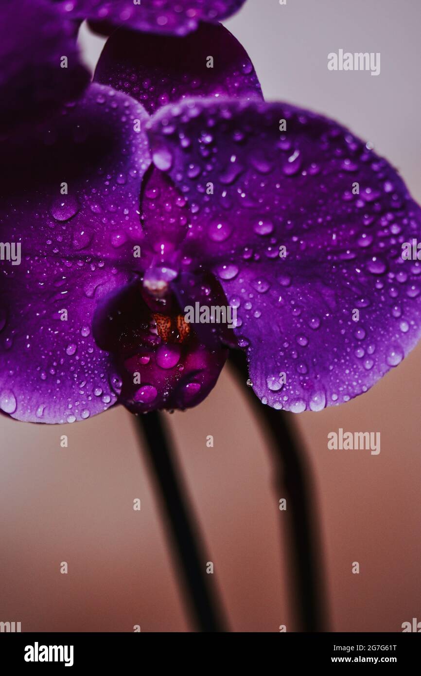 Vertical shot of water droplets on a blooming Phalaenopsis violacea Stock Photo