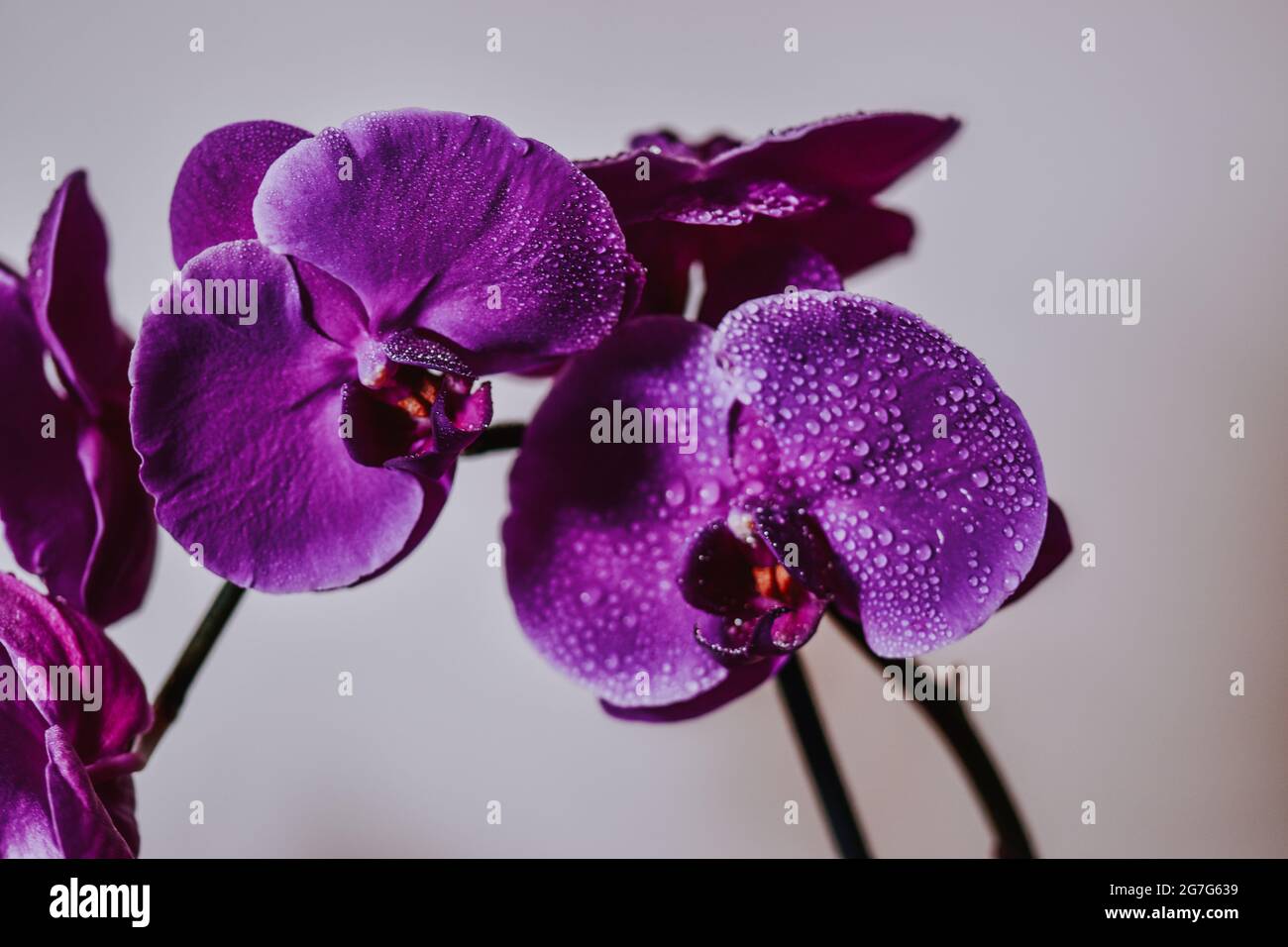 Closeup shot of water droplets on a blooming Phalaenopsis violacea Stock Photo