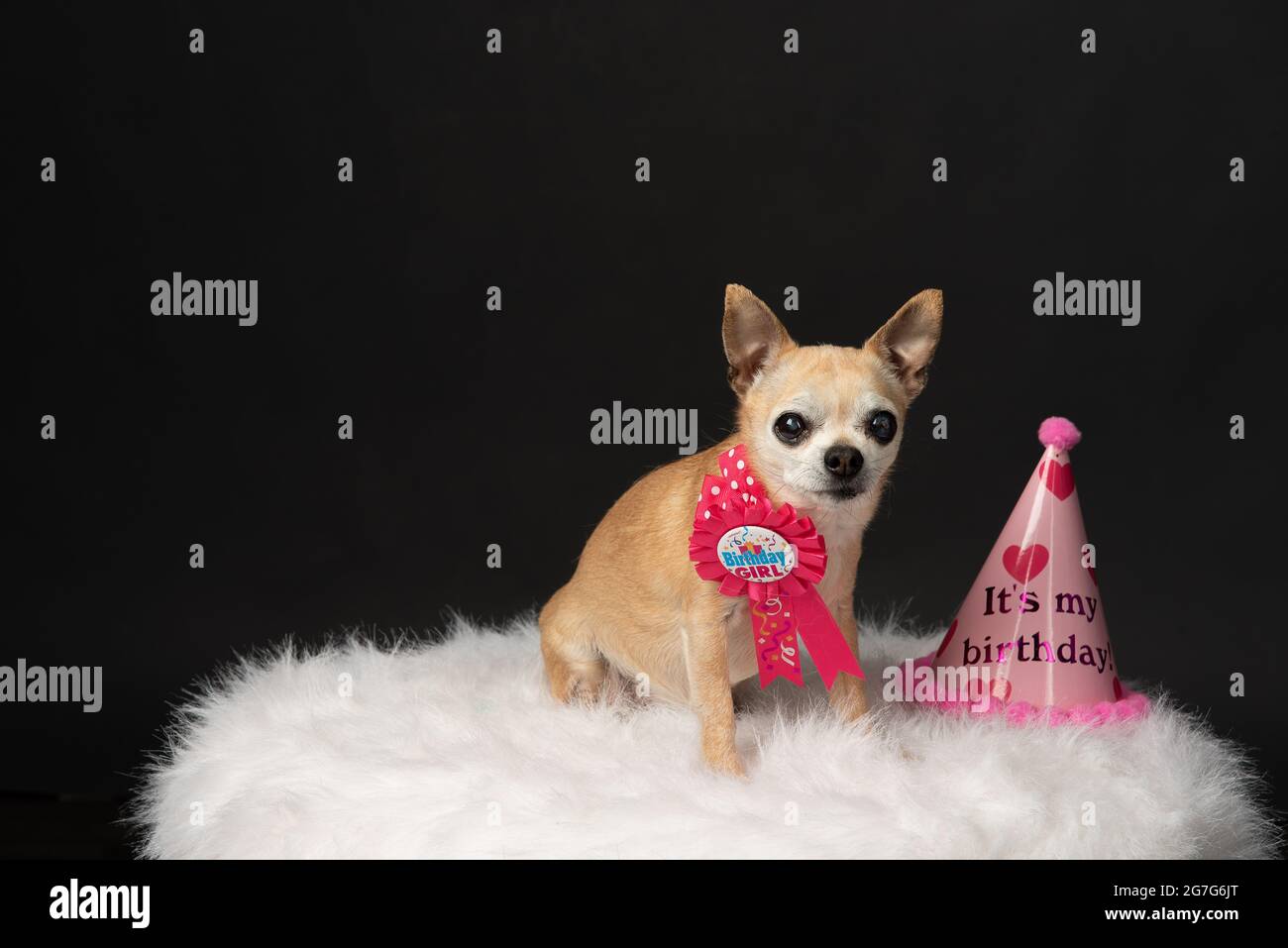 Chihuahua Birthday Party Stock Photo