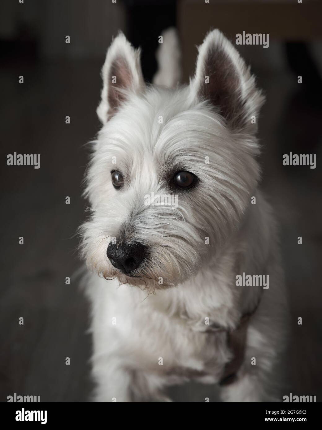 Closeup shot of a cute West Highland white terrier Stock Photo