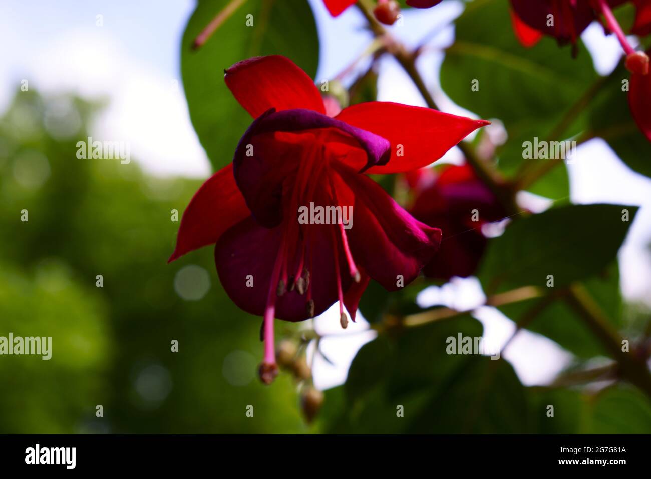 Scarlet Fuchsia High Resolution Stock Photography And Images Alamy
